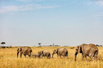 Naklejka na ściany i meble Elephants in Africa
