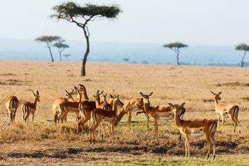 Impalas in Kenya