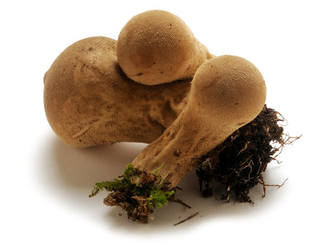Lycoperdon perlatum Vescia Puffball Vesse-de-loup perl&eacute;e Loffa Flaschen-St&auml;ubling Bimb&oacute;s p&ouml;feteg P&yacute;chavka obecn&aacute; ホコリタケ Parelstuifzwam Fungi K&auml;ns&auml;tuhkelo  Purchawka chropowata Дождевик шиповатый 