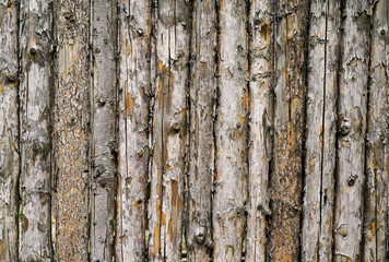 stockade of pine logs