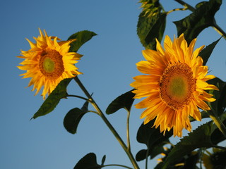 Słoneczniki © ukasz