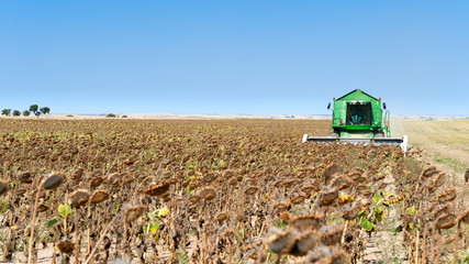 Cosechadora trabajando en el campo con el girasol