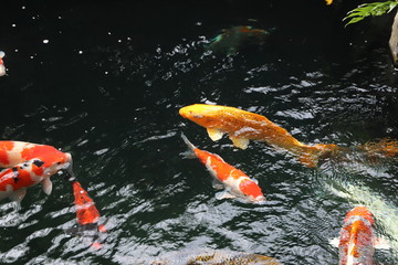 浅草の鯉