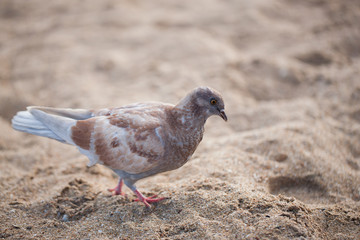 Pigeon is walking along the yellow sand