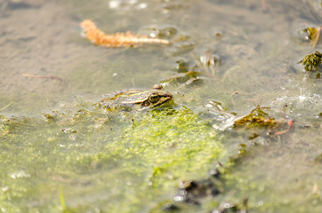 Frog in its natural environment 