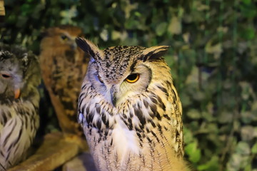 フクロウカフェ