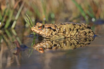 Frog in the nature habitat.. Bufo bufo. Common toad siting on the ground, European toad in the natural environment.