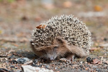 West European hedgehog on the ground. Common hedgehog