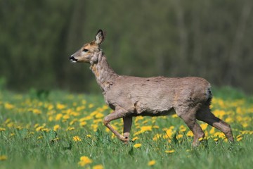The roe grazing on the blooming meadow. Roe in the spring landscape.. Roe deer, Capreolus capreolus, chewing green leaves, beautiful blooming meadow with many  yellow flowers and animal.