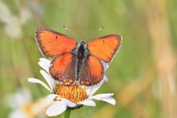 Beautiful red butterfly sitting on flower. Butterfly purple-edged copper sitting on daisy. Lycaena hippothoe.