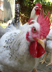 the King of the chicken coop