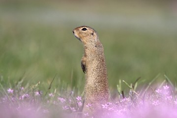 European ground squirrel. sitting in the green grass with pink flower bloom during summer /Spermophilus citellus/