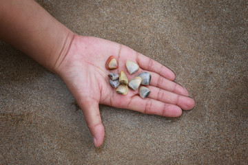 Pharella javanica or seashell tropics on hand.