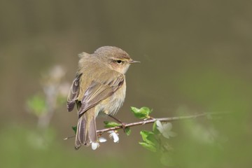Obraz premium common chiffchaff sitting on a blossoming branch. Phylloscopus collybita. Song bird in the nature habitat. 