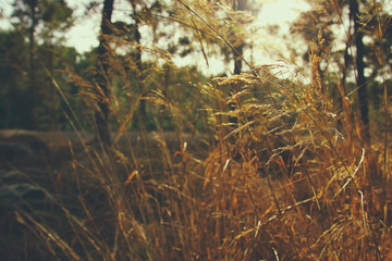 autumnal dreamy image of forest at sunset light