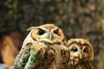 フクロウカフェ　ワシミミズク