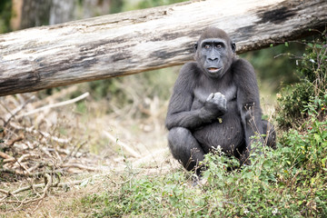 Jeune gorille