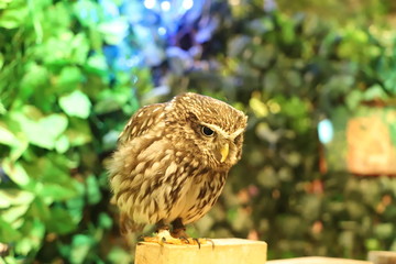 コキンメフクロウ