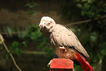 フクロウカフェ　オウム
