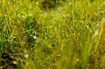 grass