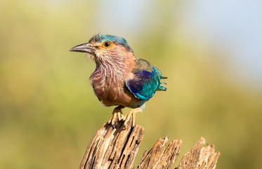 Lilac Breasted Roller in Sri Lanka