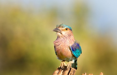 Lilac Breasted Roller in Sri Lanka