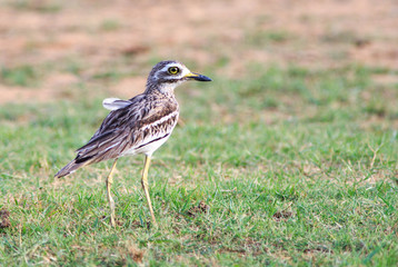 Speckled Plover standing on the lush plains in Lake Kariba, 