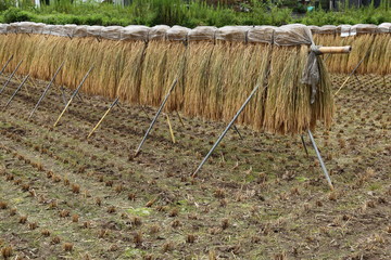 天日干しの風景、はざかけ