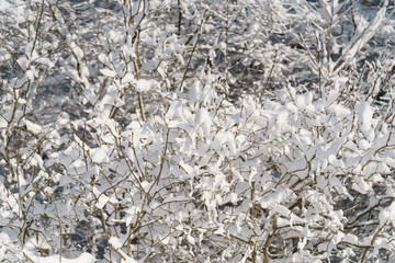 lilac branches covered with snow in morning