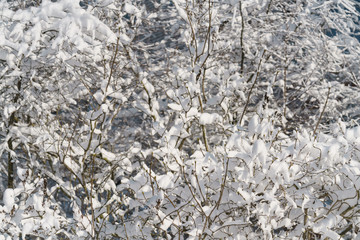 lilac branches covered with snow in morning