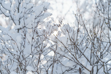 bush branches covered with snow in morning