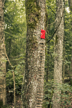 Stairway up in the tree