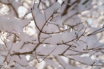 bush branches covered with snow in morning sunlight