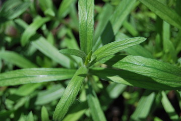 Französischer Estragon (Artemisia dracunculus v. sativa)