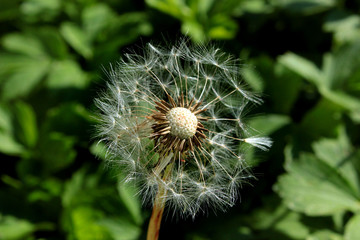 dandelion