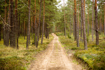 Fototapeta na wymiar Dark mysterious forest road, path