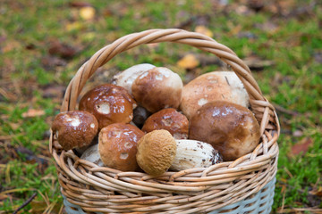 basket of penny bun mushrooms closeup.