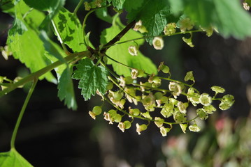 Unreife Johannisbeeren (Ribes) 