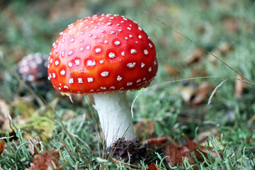 amanita muscaria mushroom close-up