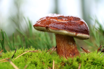 Boletus badius grows in wood
