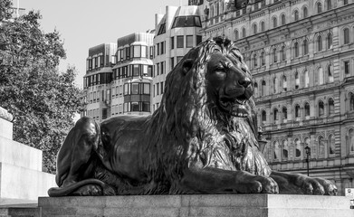 The famous lions at Trafalgar Square in London