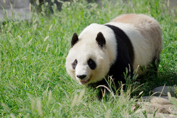 Obraz premium 歩いているパンダ