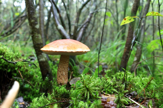 mushroom red Leccinum grows in moss