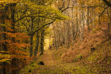 Obraz premium A footpath through a forest in autumn, Tayside,Scotland