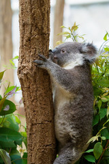 木にしがみつくコアラ