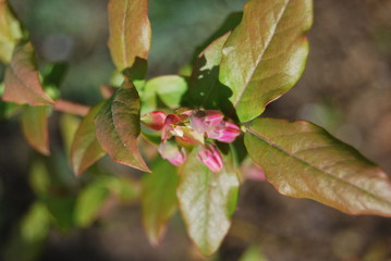 Heidelbeere (Vaccinium myrtillus) - rosa Blüten im Sonnenlicht