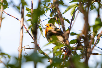 Small bird, Robin, chirping a song in the bush during autmn season in the morning, Zofingen, Switzerland