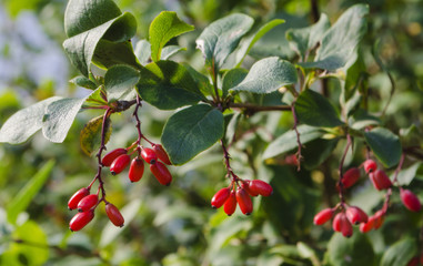 Red berries on branch. Green blur background.