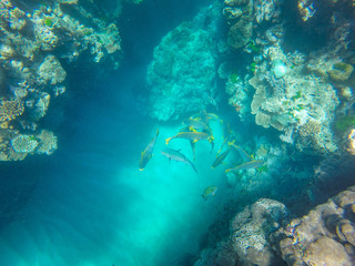 Snorkelling in the Great Barrier Reef