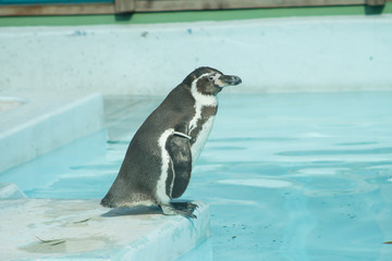 Naklejka premium penguin in zoo .